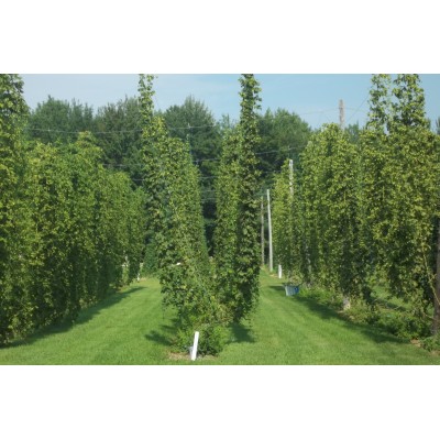 Mature hop plants - Orders of 10 and more